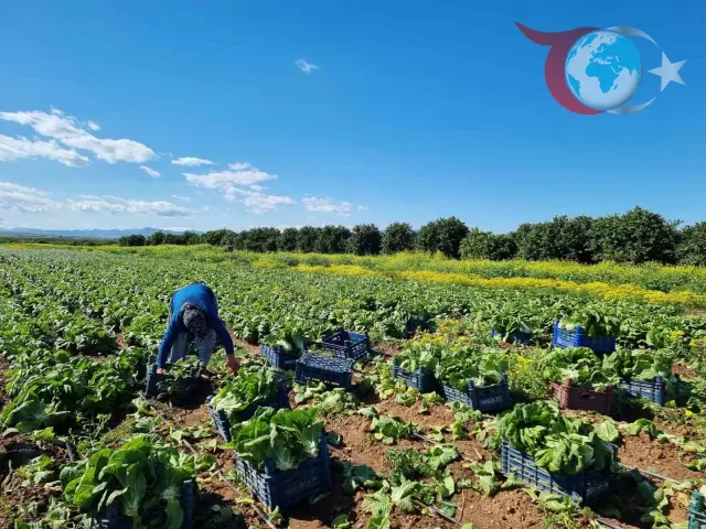 2025 Kasım Ayı Tarım-ÜFE Verilerinde İniş ve Çıkışlar Dikkat Çekiyor
