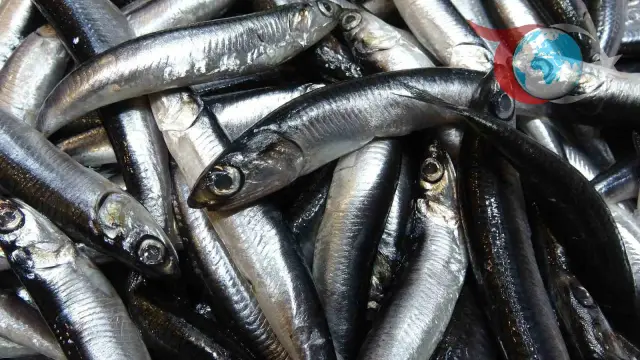Karadeniz'deki Balık Bereketi: Hamsi ve İstavritin Altın Çağı