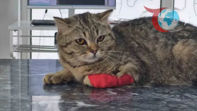 Düzce'nin Yeni İhracat Yıldızı: Kedi ve Köpek Maması