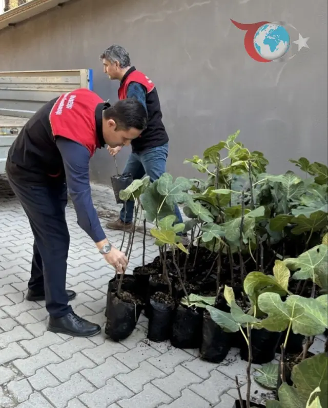 Gömeç'te İncir Üretiminde Büyük Atılım: 499 Sertifikalı Fidan Üreticilere Dağıtıldı