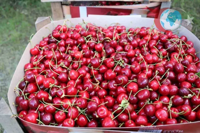 Erzincan'da Kiraz Bereketi: Hasat Başladı