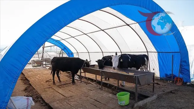 Pursaklar Hayvan Pazarı'nda Bayram Sonrası Sakinliği