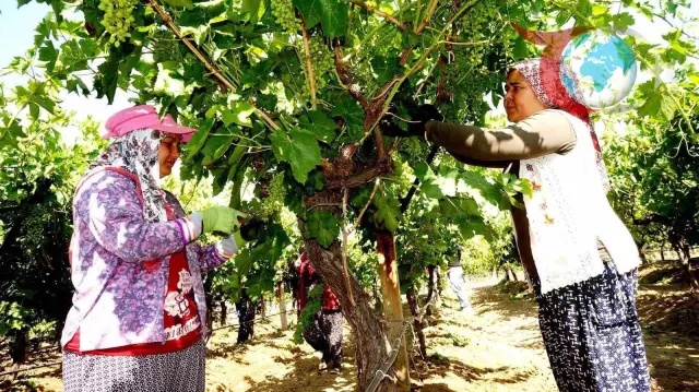 Sarıgöl Üzüm Bağlarında Hasat Hazırlıkları: Salkım Düzeltme ve Budak Alma Çalışmaları Başladı