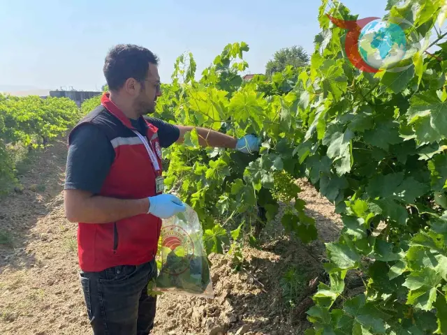 Sarıgöl'de Üzüm Bağlarında Pestisit Denetimleri Hız Kesmeden Devam Ediyor