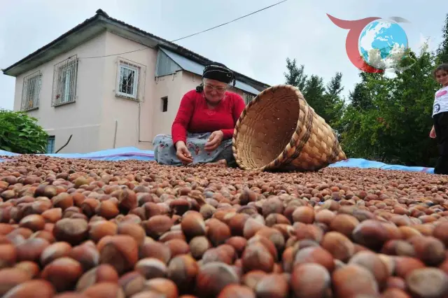 Düzce’nin Fındık İhracatında Avrupa’ya Büyük Başarısı