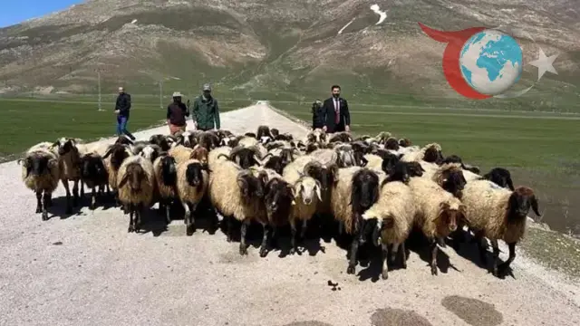 Türkiye'de Hayvancılık Sektörüne Yabancı Destek: Çobanlar İçin Çalışma İzni Başlıyor