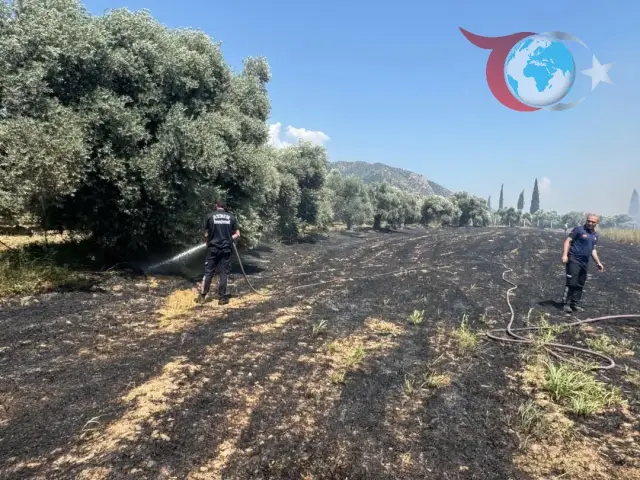 Aydın İncirliova'da Zirai Yangın Tedirginlik Yarattı
