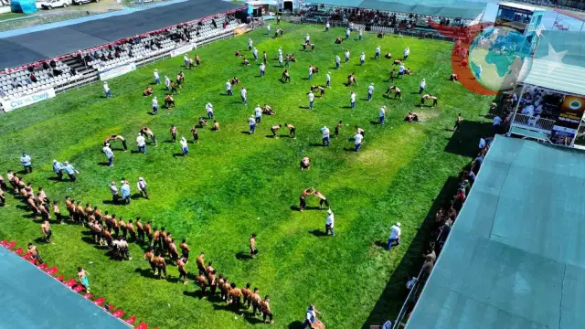 17. Sekapark Altın Kemer Yağlı Güreşleri Başladı