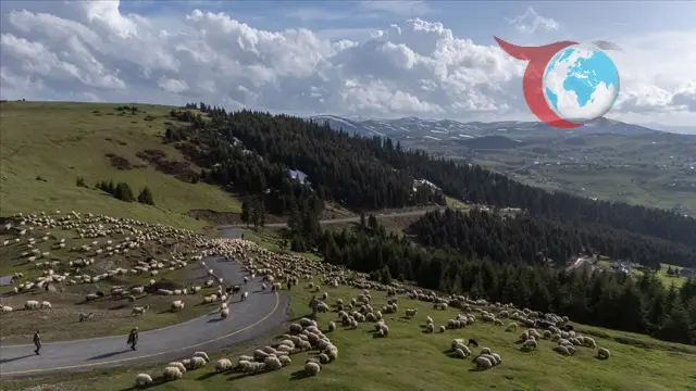 Yerli ve Yabancı Çoban İstihdamında Yeni Dönem