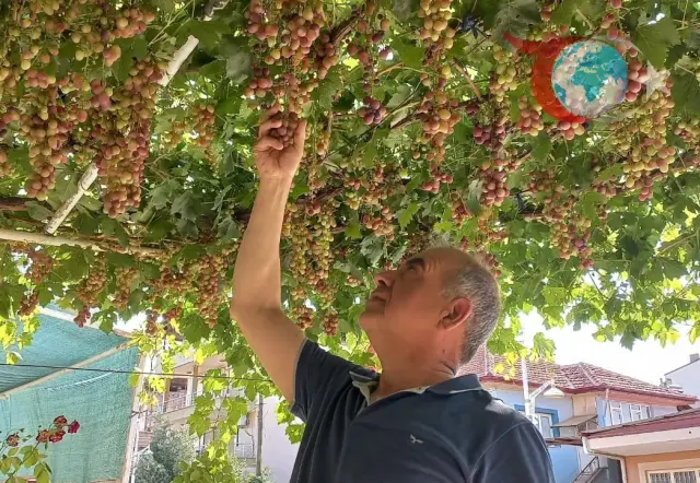Manisa'nın Sarıgöl İlçesinde Üzüm Hasadı Başladı: İlk Üzümler Tüketime Sunuldu