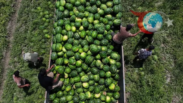 Adana'da Karpuz Hasadı: Fiyatlar Düşerken Ürün Kalitesinden Taviz Yok