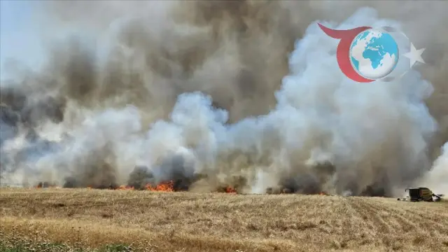 Mardin'de Buğday Tarlasında Çıkan Yangın 350 Dekar Alanı Küle Çevirdi