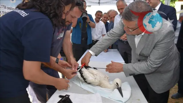 Sinop'ta Leylek Popülasyonu Üzerine Heyecan Verici Çalışmalar Devam Ediyor