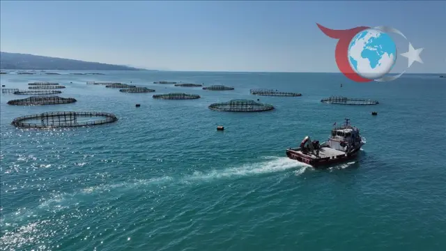 Türk Somonu Üretiminde Büyük Atılım: Karadeniz'in Ekonomik Yıldızı