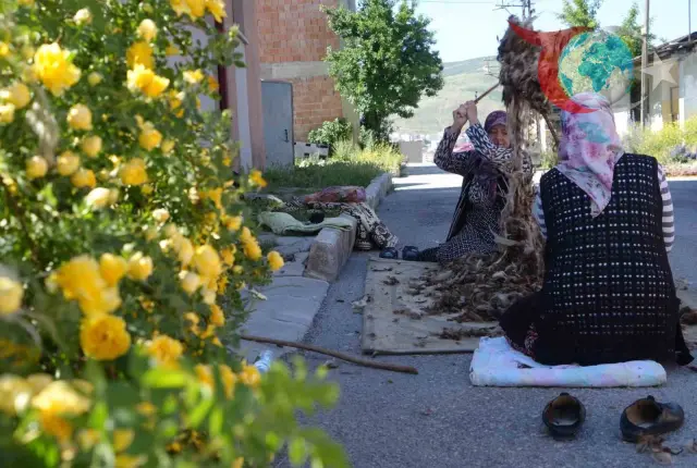 Bayburtlu Kadınların Geleneksel Yün Çırpma Mesaisi: Sağlıklı Yaşamın Sırrı