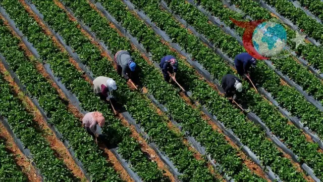 Çiftçiye Büyük Destek: Milyarlarca Liralık Ödeme Yapıldı