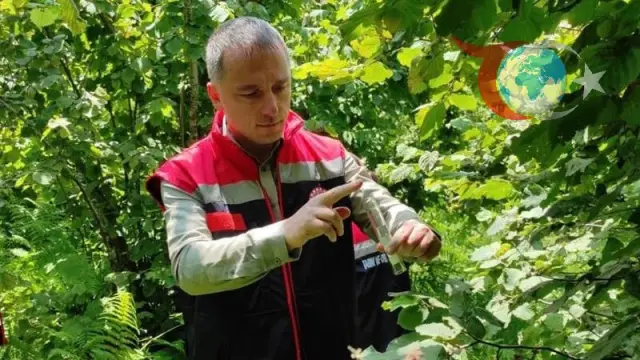 Rize’de Kahverengi Kokarcaya Karşı Samuray Arısı Hamlesi!