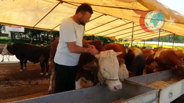 Türkiye Genelinde Hayvan Pazarlarına Kapatma Kararı: Şap Salgını Önlemleri