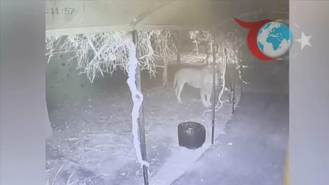 Aslanın Kaçışı ve Sonrası: Manavgat'ta Gerilim Dolu Anlar