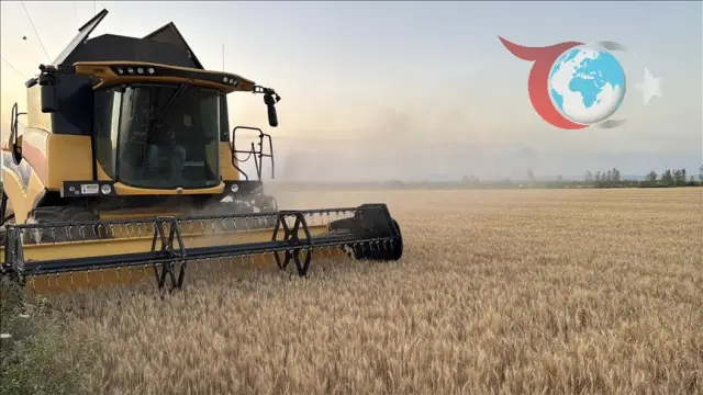 Trakya'da Buğday Hasadında Sona Gelindi: Verim Yüzleri Güldürüyor