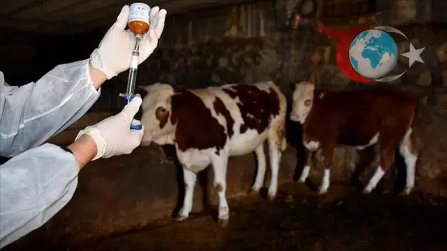 Şap Hastalığına Karşı Geliştirilen Aşılar ile Etkin Mücadele