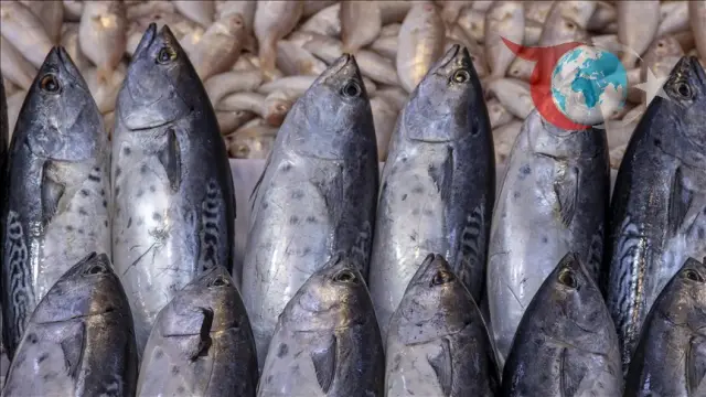 Karadeniz Su Ürünleri İhracatında Rekor Kırıyor: Yeni Pazarlar Yolda