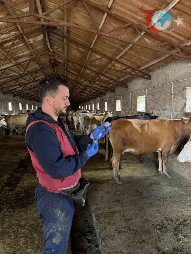 Kars'ta Şap Hastalığına Karşı Başlatılan Aşılama Seferberliği
