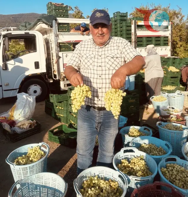 Manisa Sarıgöl'de Üzüm Hasadı Başladı: Çiftçiler İçin Bereketli Bir Sezon Bekleniyor