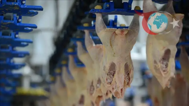 Kümes Hayvancılığında Mayıs Ayı Verileri: Tavuk Eti Artışta, Yumurta Düşüşte