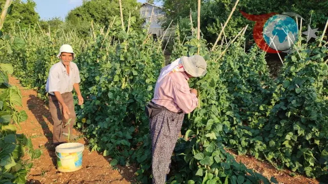 Doğal Yöntemlerle Yetişen Çameli Fasulyesi Hasadı Başladı