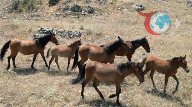 Yılkı Atlarının Doğayla Mücadelesi: Kuraklık ve Tarım Arazilerine Zarar