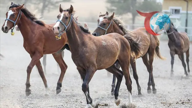 Heyecan Verici İhale: Safkan Arap Tayları Satışa Çıkıyor