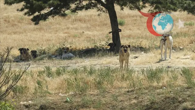 Ankara Serhat Mahallesi'nde Sahipsiz Köpek Sorunu Büyüyor