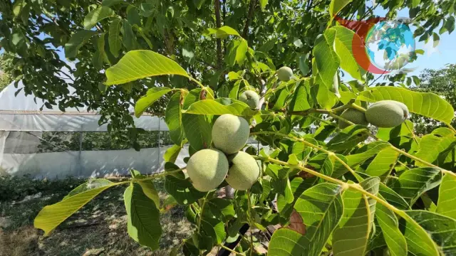 Adilcevaz'da Ceviz Rekoltesinde Tarihi Artış Bekleniyor