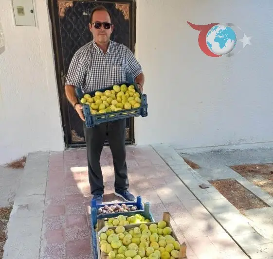 Mersin'in Mut İlçesinde Beyaz İncir Hasadı Başladı: Rekoltede Büyük Beklenti