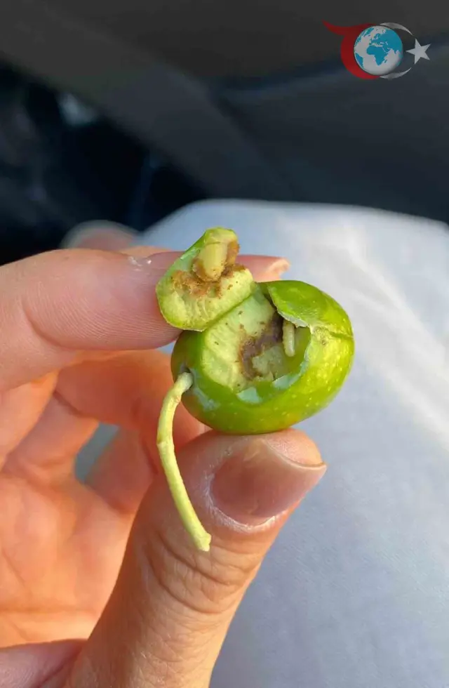 Zeytin Sineği Tehdidi: Didim Tarım Müdürlüğü'nden Üreticilere Uyarı