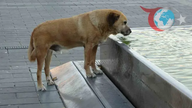 İstanbul Sıcağıyla Mücadele: Esnafın İlginç Serinleme Yöntemleri