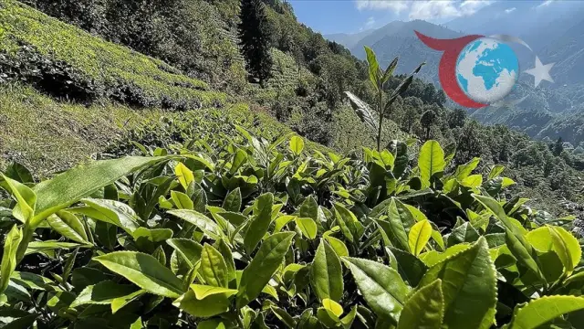 Rize'de Çay Alımlarında Rekor: Günlük Kapasite Zorlanıyor