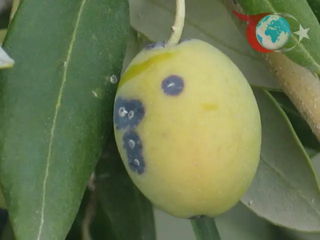 Salihli Tarım Müdürlüğü'nden Zeytin Üreticilerine Önemli Uyarı