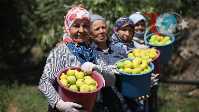 Aydın İnciri Hasat Sezonunda Kaliteyle Öne Çıkıyor