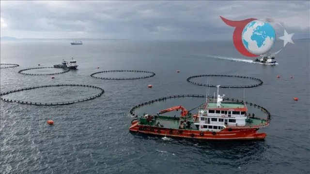 Trabzon'dan Su Ürünleri İhracatında Büyük Artış