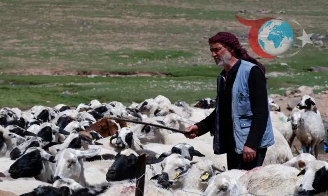 Köyde Yaşamı Canlandıran Dev Proje: Erzurum'da Hayvancılığa Rekor Destek