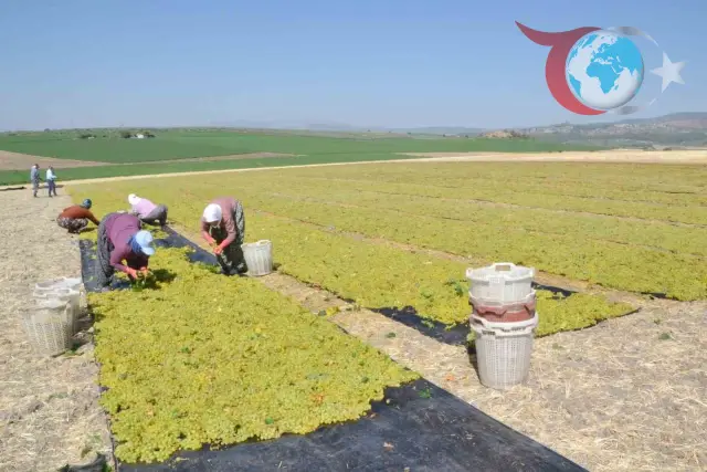 Manisa'da Erken Üzüm Hasadı Başladı: Early Sweet Rüzgarı
