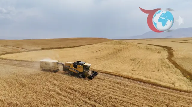 Ağrı'da Bereketli Hasat Sezonu: Buğday ve Arpa Üretimi Artış Gösteriyor