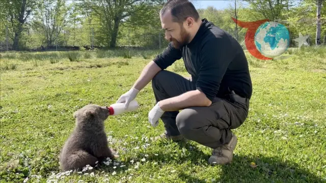 Ormanlık Alanda Bulunan Bitkin 2 Ayı Yavrusu Kurtarıldı