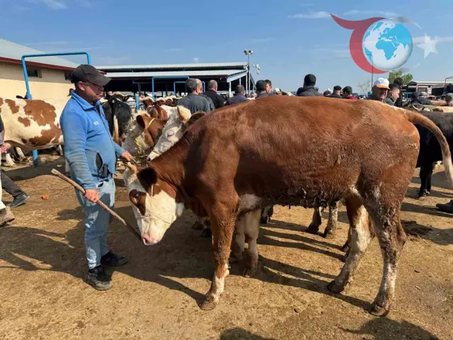 Afyonkarahisar'da Kurban Bayramı Öncesi Canlı Hayvan Pazarları Hareketlendi