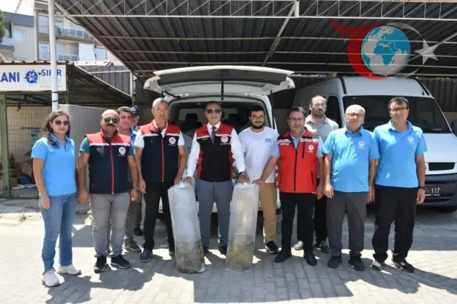 Aydın'da Sazan Yavruları ile Su Kaynaklarına Hayat