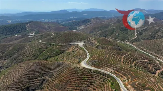 İzmir'de Yanan Ormanlar Yeniden Hayat Buluyor