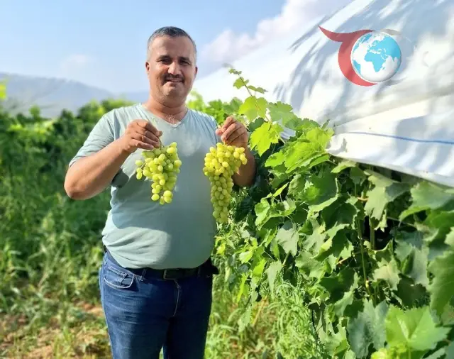 Manisa’nın Sarıgöl İlçesinde Üzüm Hasadı ve Sosyal Medyanın Etkisi