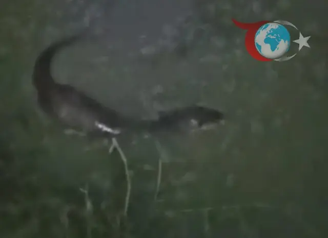 Nadir Görülen Su Samuru Hayrabolu'da Görüntülendi!